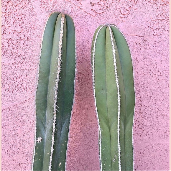 Meet your Posher, Rachael - Picture 1 of 1